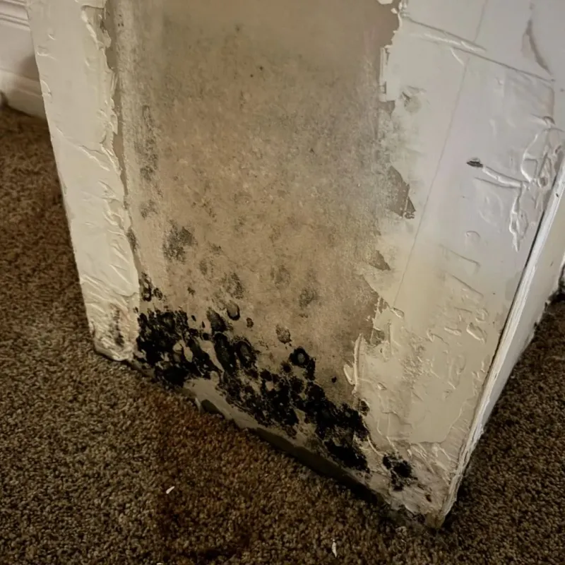 Professional Mold Removal in Harker Heights, TX